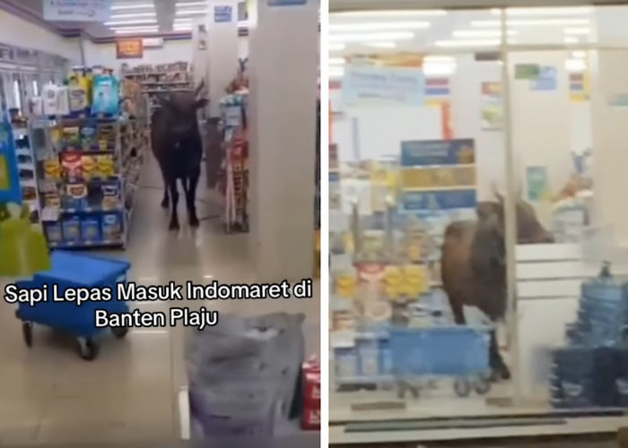 HEBOH, Sapi Kurban Ngamuk Masuk Indomaret Plaju Langsung Ngadem di Dalam Minimarket