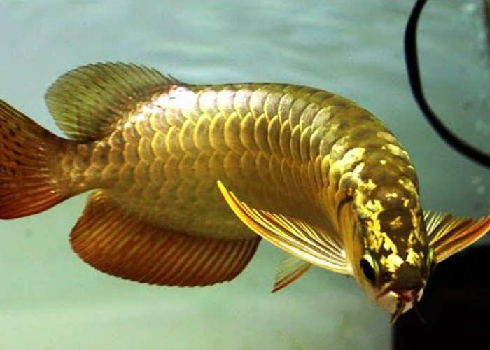 6 Ikan Hias Milik Sultan Dunia dengan Harga Termahal, 1 Ekornya Bisa Ratusan Kali Lipat Gaji UMR Indonesia