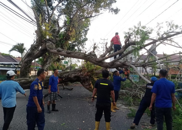 Pohon di Kayuagung Tumbang Tutup Akses Jalan, Damkar OKI Langsung Eksekusi
