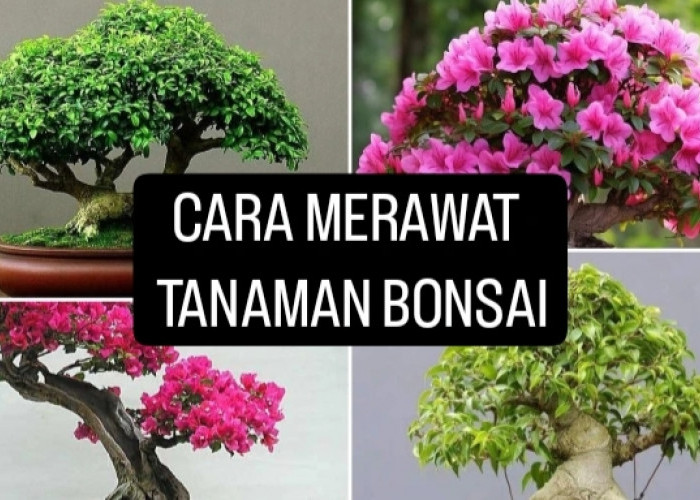 Seni Miniatur:  6 Cara Merawat Tanaman Bonsai agar Tumbuh Subur dan Sehat