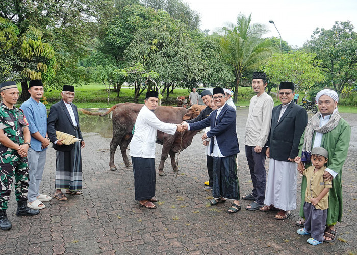 PT Bukit Asam Salurkan 292 Hewan Kurban di Idul Adha 1446 H sebagai Wujud Komitmen Sosial BUMN