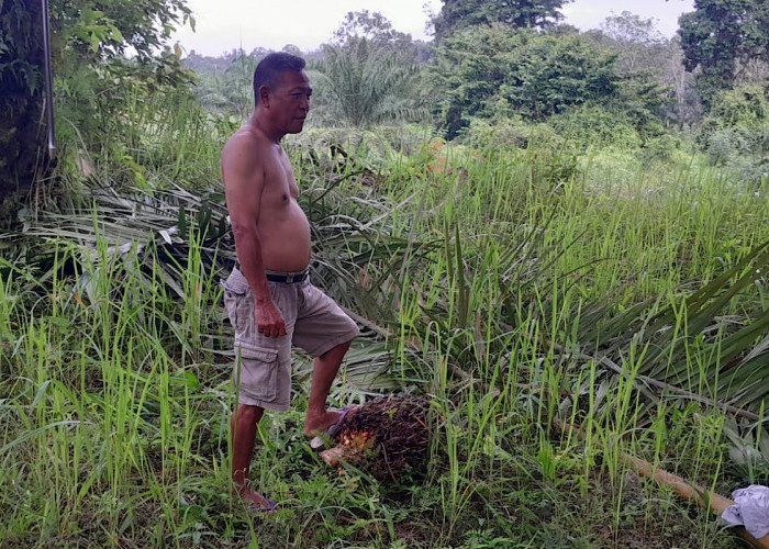Petani Sawit Menjerit, Harga Tandan Buah Segar Anjlok, Pupuk Mahal Susah Didapat 