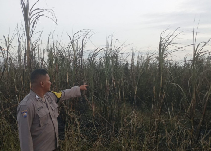 Titik Panas Terdeteksi di Lokasi Kebun Tebu PTPN VII Cinta Manis Ogan Ilir, Polsek Tanjung Batu Cek Lokasi