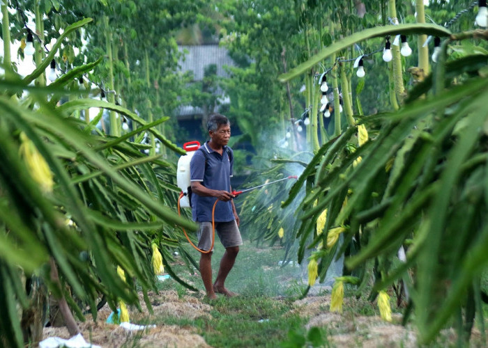 Dari Banyuwangi ke Pasar Lebih Luas, Petani Buah Naga Naik Kelas Berkat Program Klasterku Hidupku BRI
