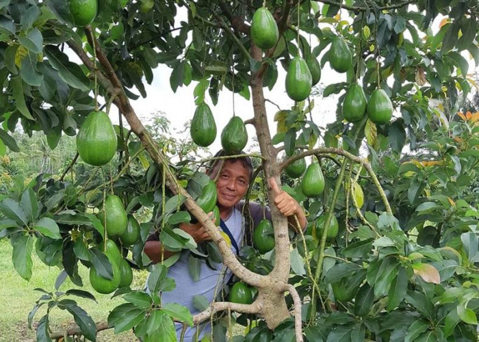 Cara Menanam Alpukat Di Pot dari Galon Bekas, Solusi Hemat dan Ramah Lingkungan 