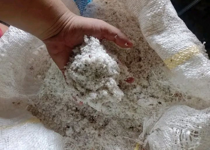 5 Cara Mengolah Ampas Kelapa Jadi Pupuk Organik, Murah dan Ramah Lingkungan 