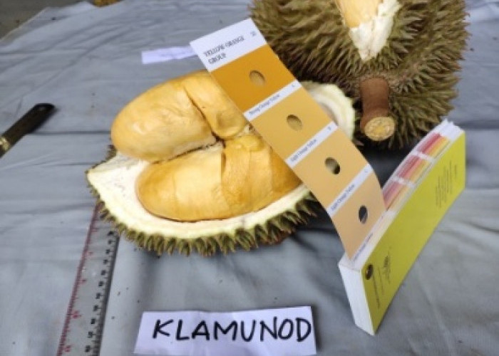 Durian Tembaga Super 'Klamunod' Terdaftar sebagai Sumber Daya Genetik di Ditjen Kekayaan Intelektual