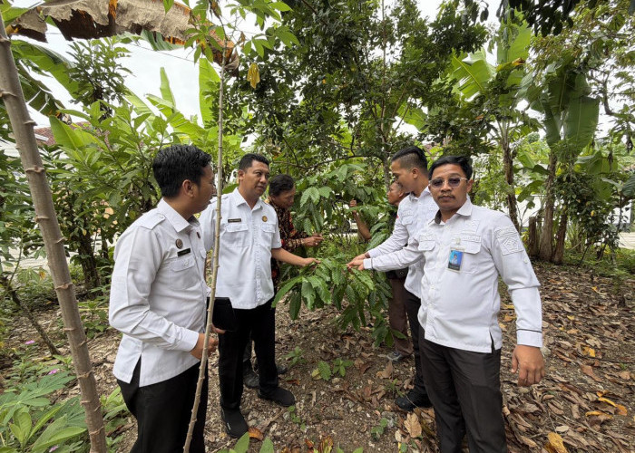 Kopi Robusta Muara Dua Siap Mendunia, Kemenkum Sumsel Turun Tangan Jaga Kualitas!