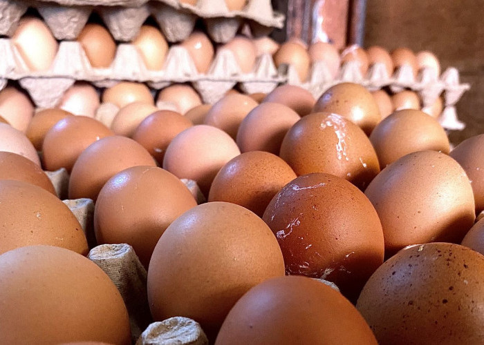 Jenis Telur Paling Sehat untuk Diet dan Kesehatan Tubuh: Rendah Kolesterol Jahat, Baik untuk Tubuh