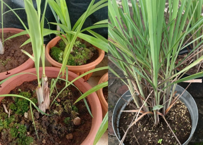 Cara Menanam Serai di Pot: Solusi Hemat Uang Belanja Harian