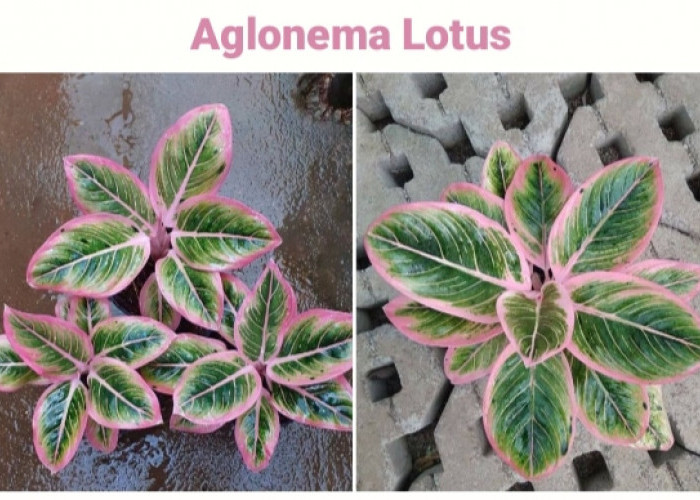 Aglonema Lotus: Pesona Warna dan Keunikan dalam Tanaman Hias