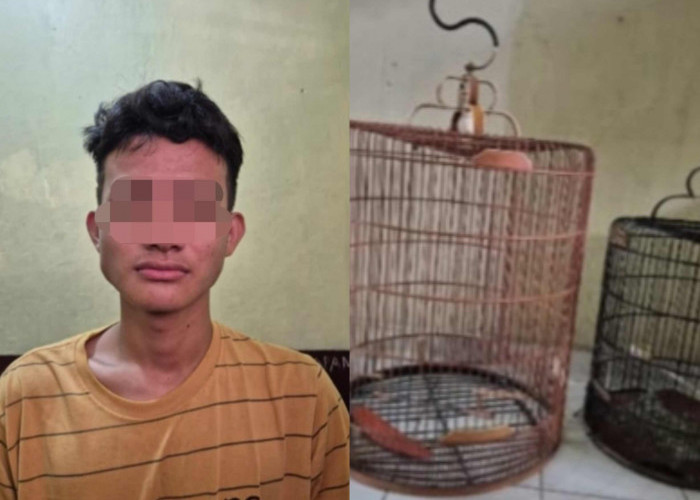 Curi Burung Milik Mantan Anggota DPRD Ogan Ilir Senilai Rp 10 Juta, Pemuda Ini Diamankan Polsek Tanjung Raja