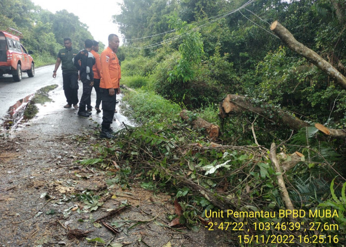 BPBD Muba Evakuasi Pohon Tumbang, Masyarakat Diimbau Waspada Cuaca Esktrem