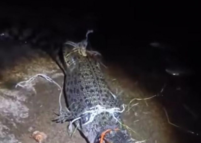 Pertarungan Warga SU II Palembang Ini 2 Jam Taklukkan Perlawanan Buaya, Kaki Nyaris Diterkam 