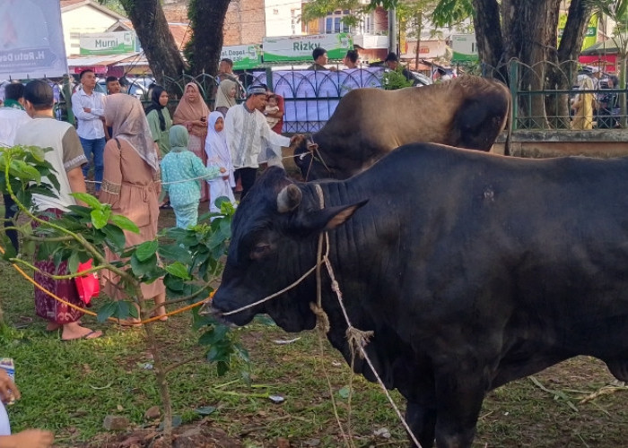 Daging Kurban di Masjid Agung Palembang Melimpah Ruah, Panitia Siapkan Lebih 2.500 Kupon