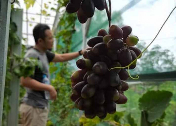 Wisata Agrikultur Budidaya Anggur Eropa di Kaur Bengkulu Sedang Hits, Menarik Dikunjungi