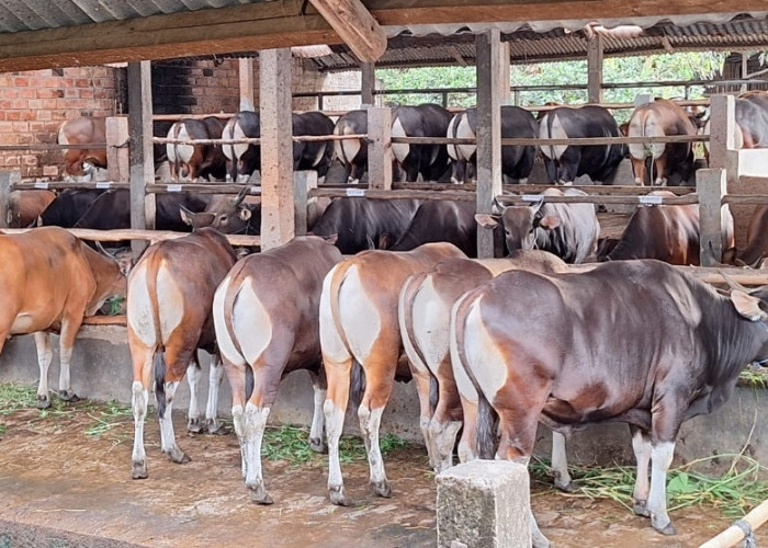 Banyak yang Salah, Begini Cara Menyembelih Hewan Kurban Tanpa Menyiksa di Momen Idul Adha 2026