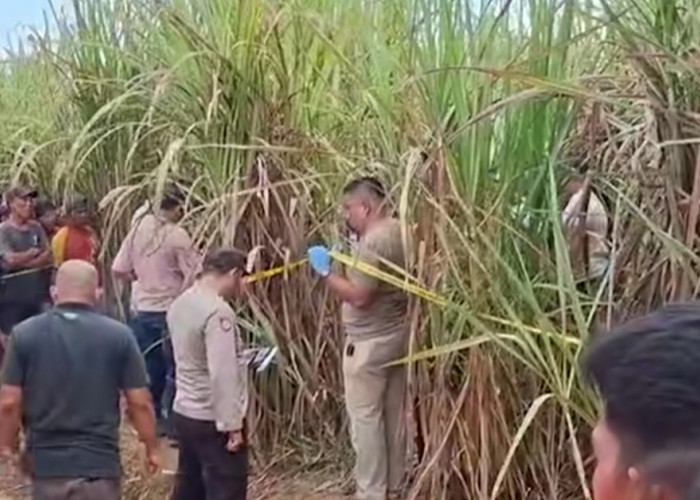 Polisi Sudah Periksa 22 Saksi, Kasus Pembunuhan Wanita Hamil di Kebun Tebu PTPN 7 Ogan Ilir Masih Lidik
