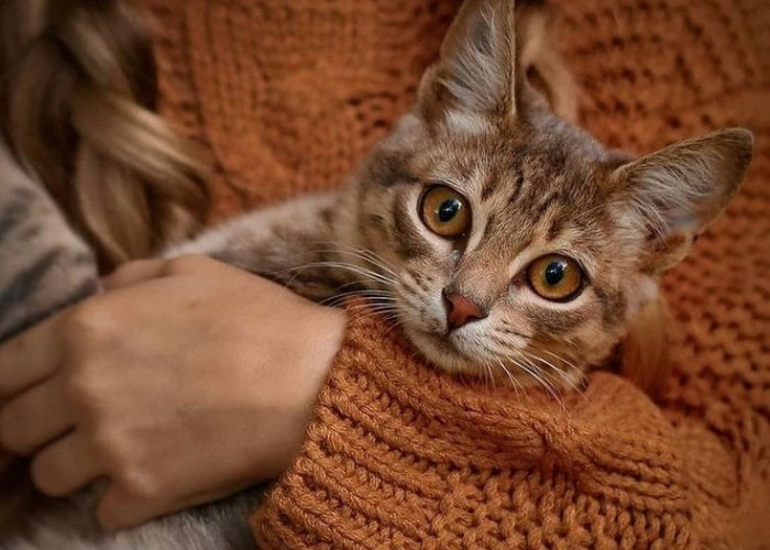  Pecinta Kucing Merapat! Yuk Ketahui Asal Usul Julukan ‘Bapak Kucing’ untuk Ulama dari Nabi SAW