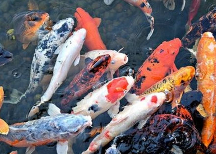 Ratusan Ikan Koi di Kayuagung Mati Gegara Listrik Padam, Pemilik Rugi Puluhan Juta