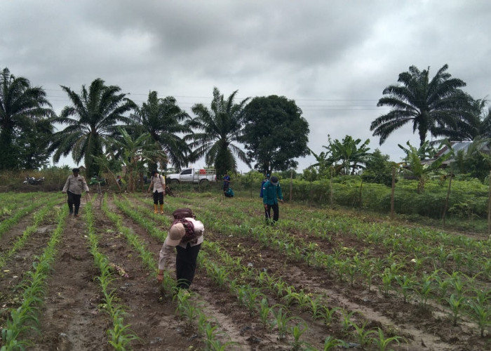 Bentuk Dukungan Polri,  Tanaman Jagung di Kecamatan Jejawi OKI Mulai Tumbuh Subur