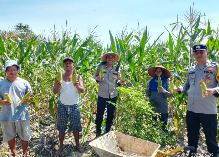 Program Ketahanan Pangan Polsek Rantau Alai Ogan Ilir Berhasil, 10 Ton Jagung Manis Akhirnya Dipanen