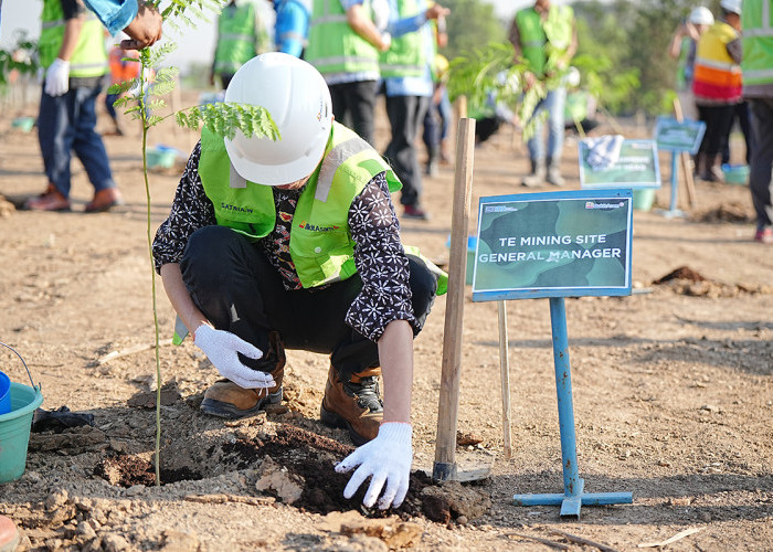 PT Bukit Asam Tbk Tanam 600 Pohon Sengon Buto dalam Kegiatan Green Mining di Muara Enim