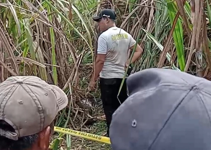 Polres Ogan Ilir Buru Pelaku Pembunuhan Wanita Hamil yang Ditemukan Tak Bernyawa di Perkebunan Tebu