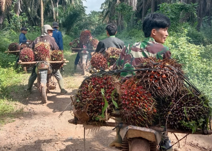 Begini Kronologis Penguasaan Lahan dan Penjarahan TBS Kelapa Sawit oleh Oknum Warga di Kebun PT Mitra Ogan 