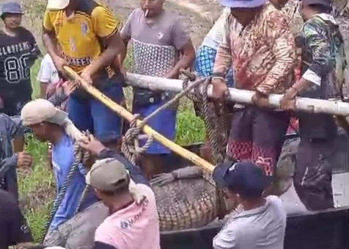 Buaya Muara Banyuasin Dilepaskan Warga Ke Muara Sungai