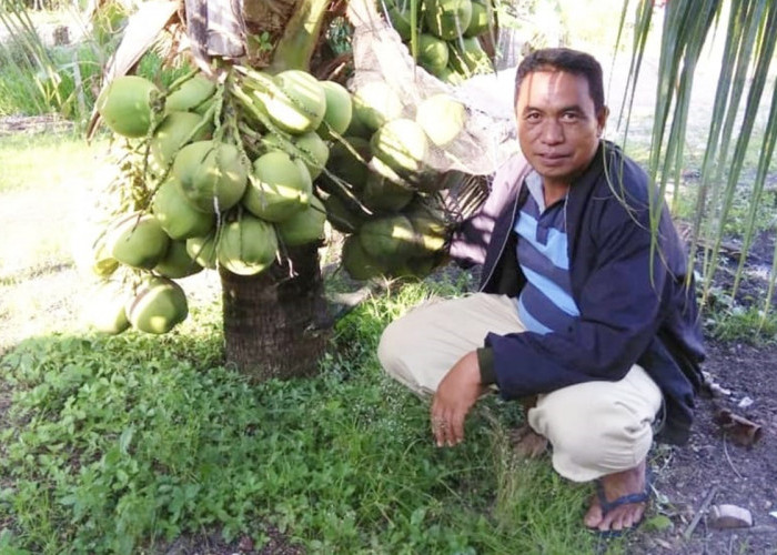 Sedang Digandrungi Warga Ogan Ilir, Ini Khasiat Tersembunyi Kelapa Pandan Wangi Bagi Kesehatan