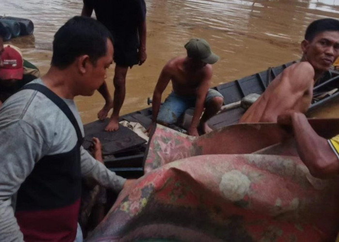 Heboh, Pemeras Minyak Ilegal di Sungai Dawas Muba Dikabarkan Tewas Diterkam Buaya