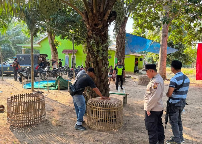 Grebek Gelanggang Sabung Ayam di Ketapang II Ogan Ilir, Polsek Tanjung Raja Sita Sejumlah Barang Bukti