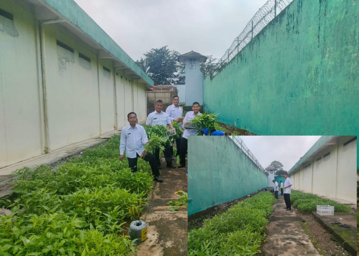 Panen Kangkung Sukses di Lapas Narkotika Muara Beliti, Dukung Ketahanan Pangan dan Pemberdayaan Warga Binaan