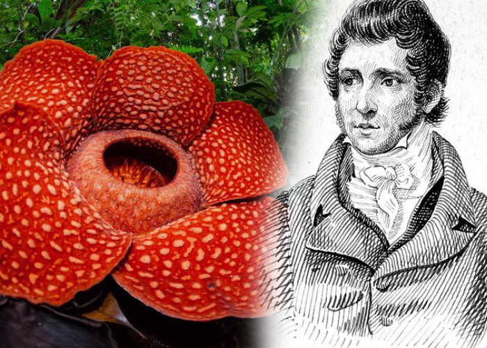 Aroma Bunga Rafflesia Sebanding Nasib Penemunya, Cerita Dibalik Rafflesia Arnoldi, Meninggal Diusia Muda