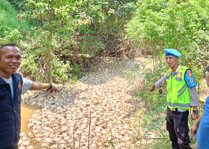 Ribuan Ekor Buntang Ayam Potong Dibuang ke Sungai Kepayang Muara Lakitan, Polisi Gerak Cepat! 