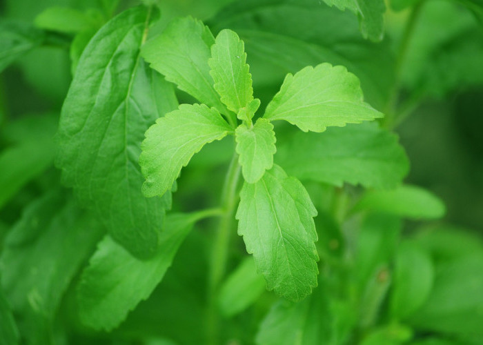 Daun Stevia Pemanis Alami Pengganti Gula, Baik Digunakan Penderita Diabetes