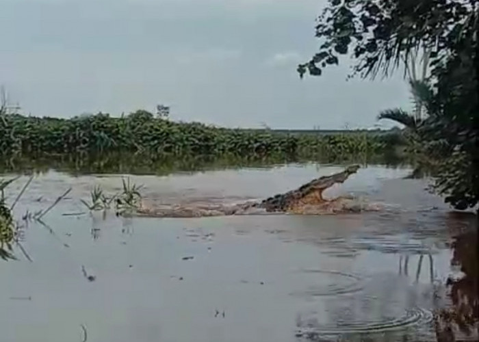 Buaya di Sungai Air Sugihan OKI Capai 50 Ekor, Sering Muncul di Malam Hari, Warga Diimbau Waspada