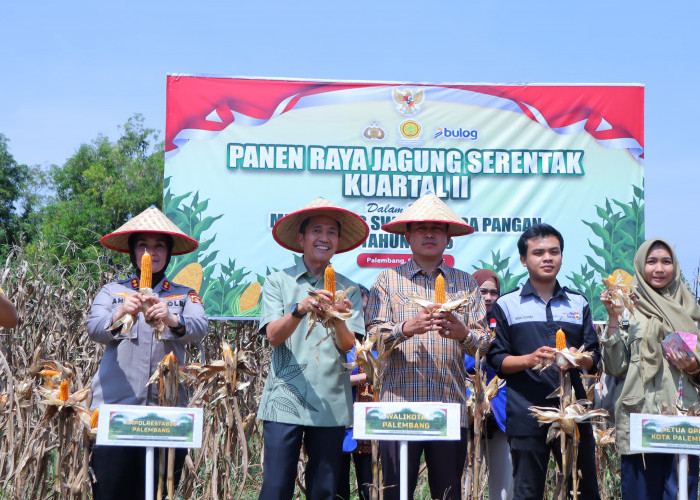 Wali Kota Palembang Lakukan Panen Raya Jagung Serentak yang Dipimpin Presiden RI Prabowo
