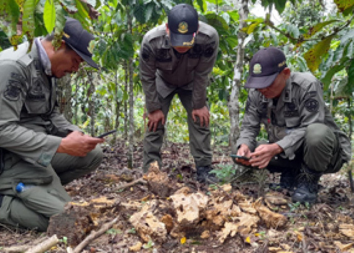  Polhut Patroli di Kebun Warga Dusun Sukarami Mencari Jejak Beruang Madu