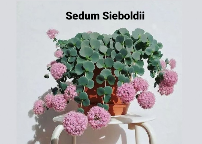 Sedum Sieboldii: Tanaman Hias yang Menawan dan Cocok Ditempatkan Di Dalam Rumah