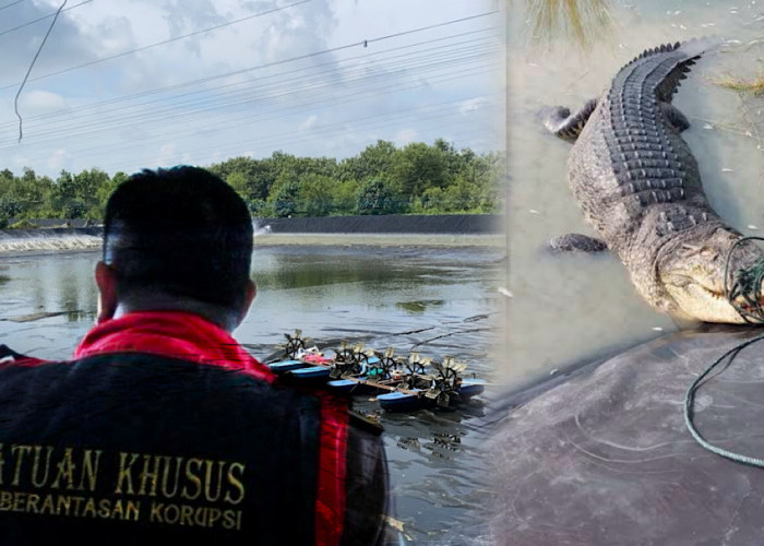 Wuiih, Kejari OKI Bongkar Kasus Rp12 Miliar Dana KUR di Tambak Udang Rawan Buaya