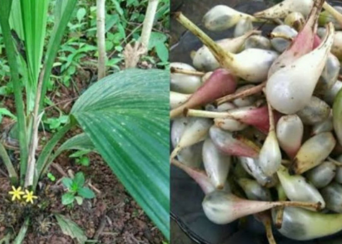 Jangan Ngaku 'Wong Sumsel' Jika Tidak Tahu Dengan Buah Ini, Bahan Pemanis Alami dari Jaman Bingen 