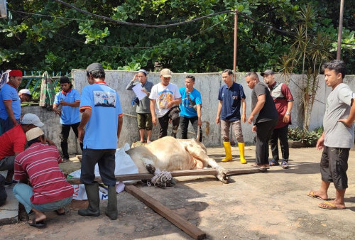 Sumatera Ekspres Grup Potong Tiga Ekor Hewan Kurban