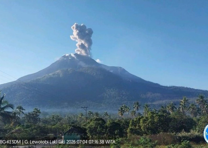 Gunung Lewotobi Laki-Laki Erupsi, Tinggi Kolom Abu Mencapai 800 Meter