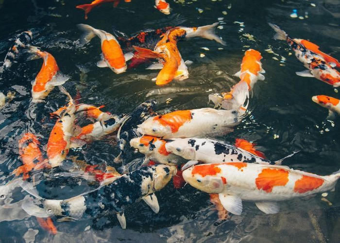 5 Ikan Hias yang Dipercaya Akan Membawa Keberuntungan Bagi Pemiliknya