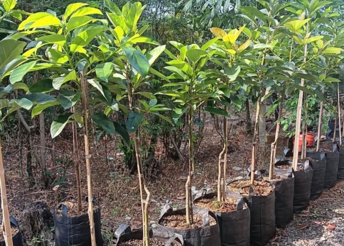 Cara Menanam Alpukat dari Biji, Mulai dari Pemilihan Bibit hingga Panen
