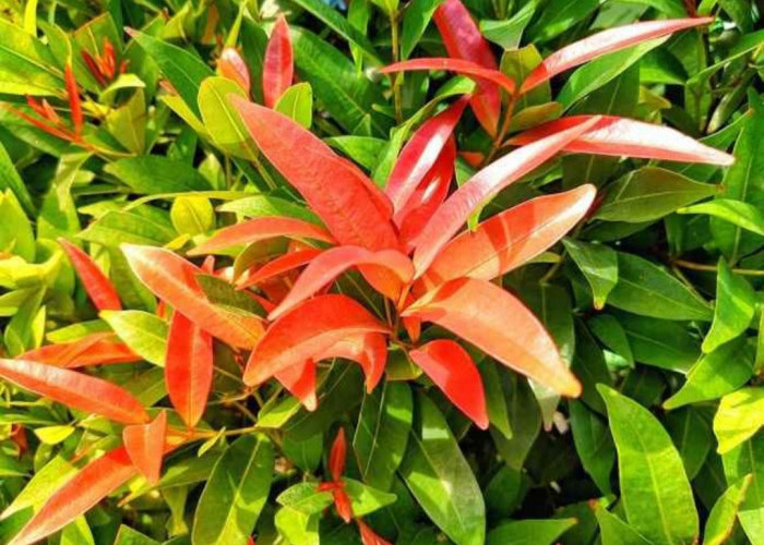 Ini Rekomendasi Tanaman Pagar Minimalis Tahan Matahari, Salah Satunya Pucuk Merah