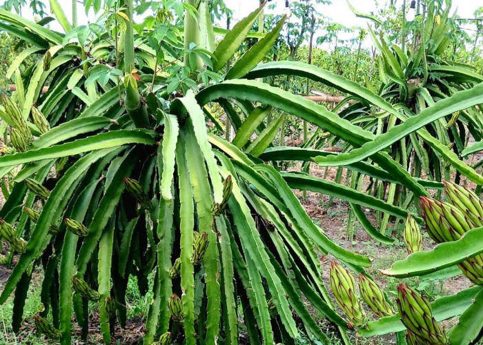 Cara Menanam Buah Naga dari Batang agar Cepat Berbuah dan Lebat