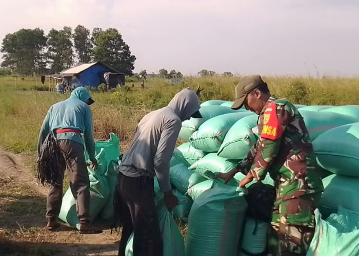 Panen Padi Berlimpah di Desa Gajah Mati, Hasil Panen Terkendala Pengangkutan